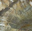 Colorful Petrified Wood Slab - Madagascar #49930-1